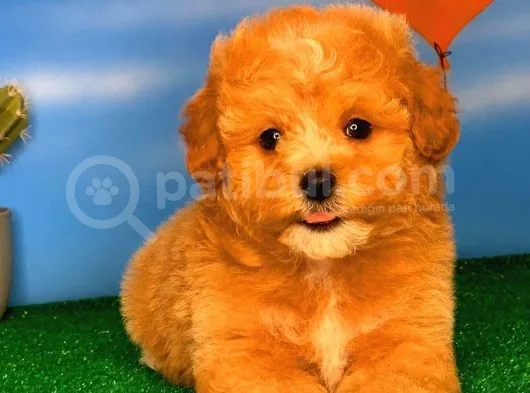 @Yavrupatiler Güvencesiyle Toy Poodle  Yavrularımız