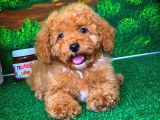 @Yavrupatiler Güvencesiyle Toy Poodle  Yavrularımız
