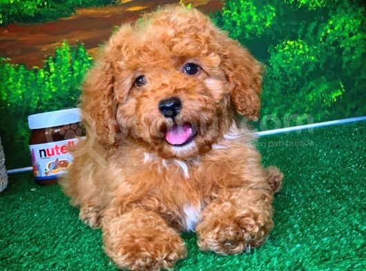 @Yavrupatiler Güvencesiyle Toy Poodle  Yavrularımız görsel