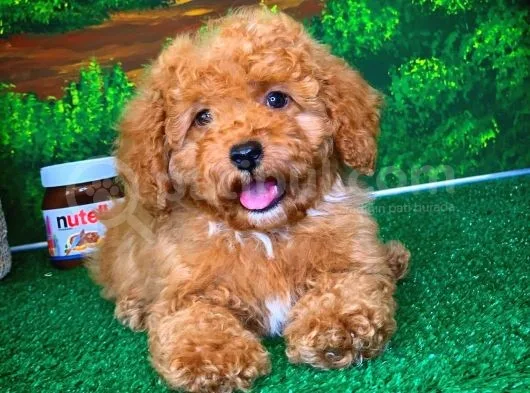 @Yavrupatiler Güvencesiyle Toy Poodle  Yavrularımız
