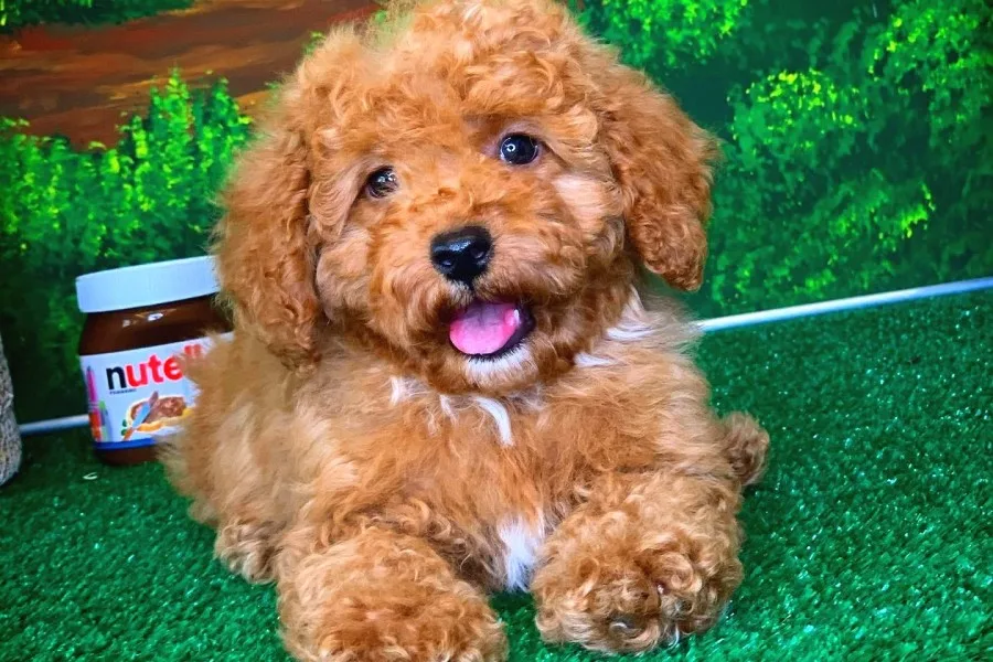 @Yavrupatiler Güvencesiyle Toy Poodle  yavrularımız