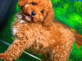 @Yavrupatiler Güvencesiyle Toy Poodle  Yavrularımız