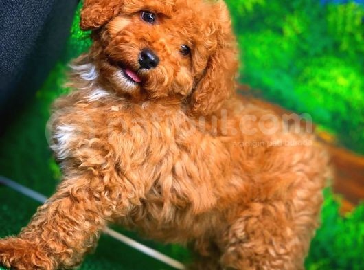 @Yavrupatiler Güvencesiyle Toy Poodle  Yavrularımız görsel