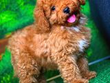 @Yavrupatiler Güvencesiyle Toy Poodle  Yavrularımız