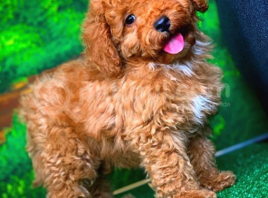 @Yavrupatiler Güvencesiyle Toy Poodle  Yavrularımız görsel
