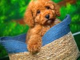 @Yavrupatiler Güvencesiyle Toy Poodle  Yavrularımız