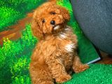@Yavrupatiler Güvencesiyle Toy Poodle  Yavrularımız
