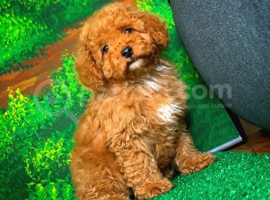 @Yavrupatiler Güvencesiyle Toy Poodle  Yavrularımız görsel