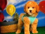 @Yavrupatiler Güvencesiyle Toy Poodle Yavrularımız