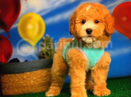 @Yavrupatiler Güvencesiyle Toy Poodle Yavrularımız görsel