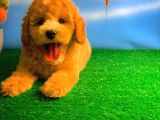 @Yavrupatiler Güvencesiyle Toy Poodle Yavrularımız