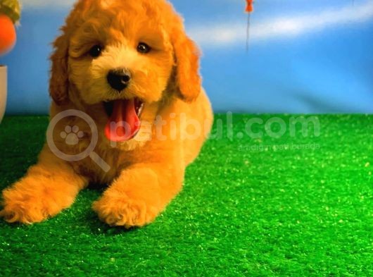 @Yavrupatiler Güvencesiyle Toy Poodle Yavrularımız görsel