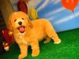 @Yavrupatiler Güvencesiyle Toy Poodle yavrularımız
