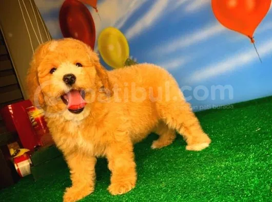 @Yavrupatiler Güvencesiyle Toy Poodle Yavrularımız