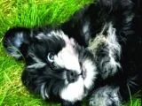 Schnauzer Yavruları