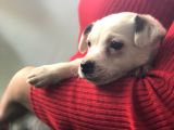 Maskesiz Kalp Burun Jack Russell Yavrumuz Teslime Hazır