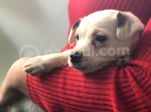 Maskesiz Kalp Burun Jack Russell Yavrumuz Teslime Hazır görsel