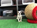 Erkek İngiliz Buldog Yavrumuz