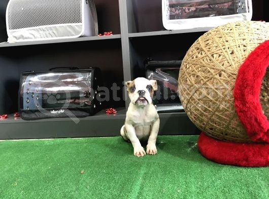 Erkek İngiliz Buldog Yavrumuz görsel