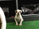 Erkek İngiliz Buldog Yavrumuz