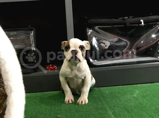 Erkek İngiliz Buldog Yavrumuz