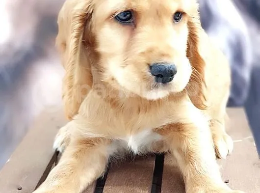 Muhteşem Bir Cocker Yavru