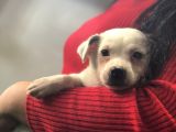 Maskesiz Kalp Burun Jack Russell Yavrumuz Teslime Hazır