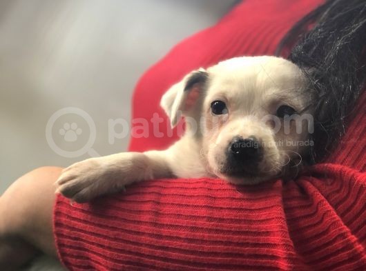 Maskesiz Kalp Burun Jack Russell Yavrumuz Teslime Hazır görsel