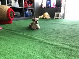 Erkek İngiliz Buldog Yavrumuz