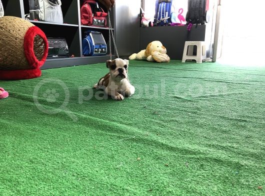 Erkek İngiliz Buldog Yavrumuz görsel