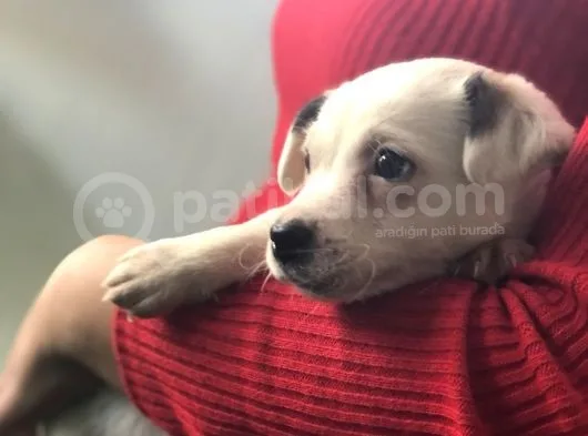 Maskesiz Kalp Burun Jack Russell Yavrumuz Teslime Hazır