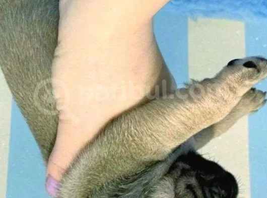 Pug Mops Yavrulari