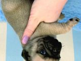 Pug Mops Yavrulari