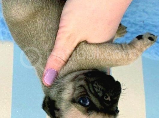 Pug Mops Yavrulari görsel