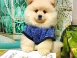 Teddy Bear Yavrular