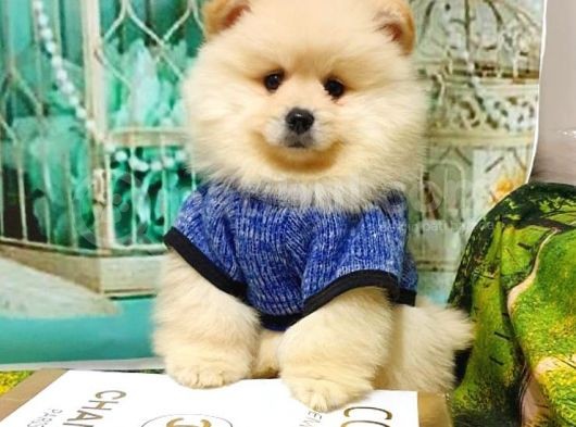 Teddy Bear Yavrular görsel