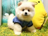 Teddy Bear Yavrular