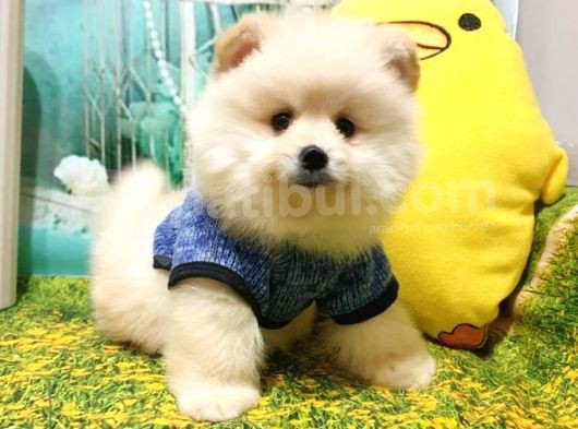 Teddy Bear Yavrular görsel