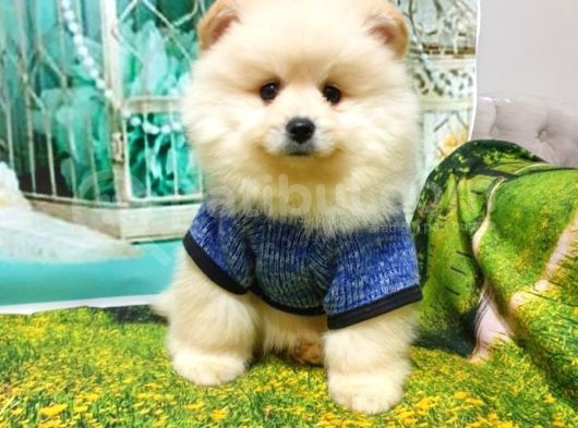 Teddy Bear Yavrular görsel