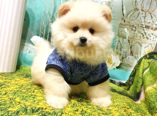 Teddy Bear Yavrular görsel