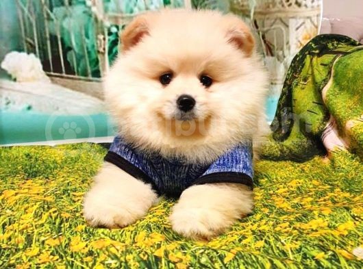 Teddy Bear Yavrular görsel