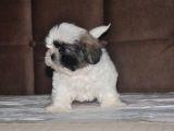 Shih Tzu Yavruları