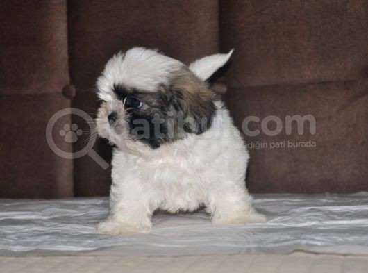 Shih Tzu Yavruları görsel