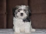 Shih Tzu Yavruları