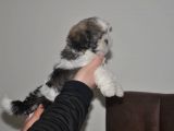 Shih Tzu Yavruları
