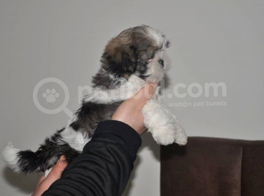 Shih Tzu Yavruları görsel