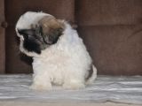 Shih Tzu Yavruları
