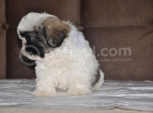 Shih Tzu Yavruları görsel