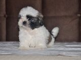 Shih Tzu Yavruları