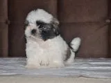 Shih Tzu Yavruları